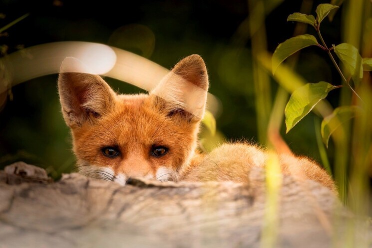 Die hungrige Familie Fuchs