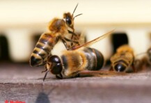 VOM BIENENKÖNIG - Der Mann als Drohne der Schöpfung | Cantus Theaterverlag