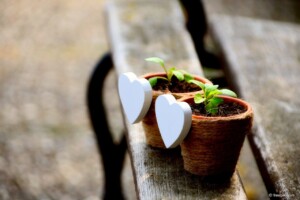 Aber der Mammutbaum bleibt! | Bild "Plants" von freepik.com | Cantus Verlag